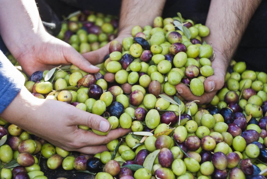 early harvest olive oil