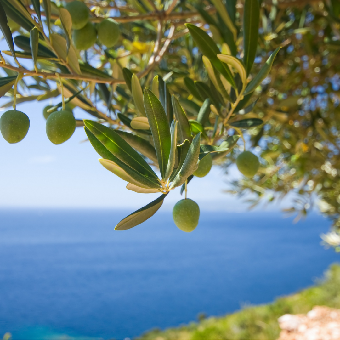 Extra Virgin Olive Oil from Turkey: A Delicious and Nutritious Addition to Your Diet